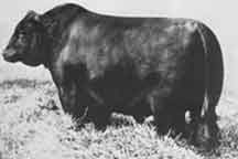 Father of champions, Aberdeen Angus sire Earl Marshall