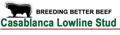 Casablanca Lowline Stud, home of Australian Lowline small Angus cattle