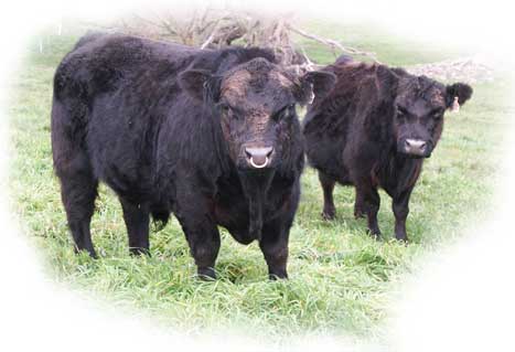 Bred for better beef. Australian Lowline Angus cattle.