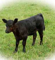 Australian Lowlines. Young calf.