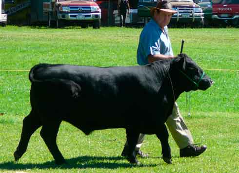 Australian Lowline bull, all breeds' champion at Kumeu Show