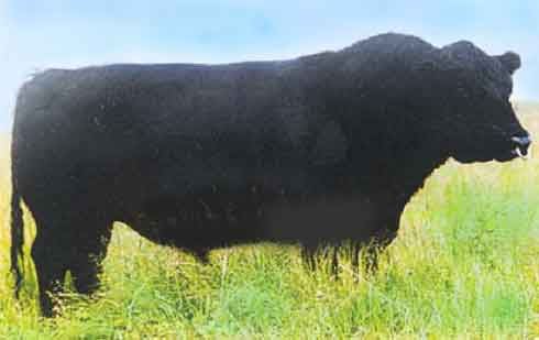 Lowline small Angus cattle. Scientific line breeding at Trangie.