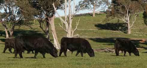 Australian Lowlines are bred for better beef